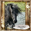 Black Pearl Horse Wall Calendar 2019