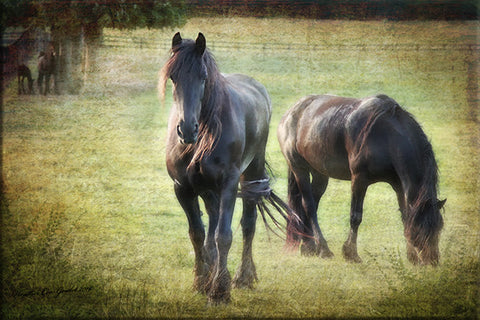 LCP "The Horses Garden"